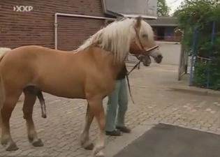 Horse is going to deliver that cum in a hot way