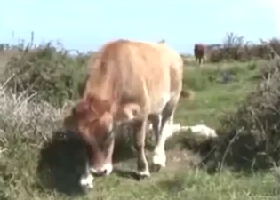 Horny cow is showing off that pussy, it needs sex