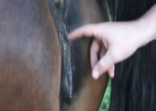 Horse pussy gets fucked by a guy, he loves it
