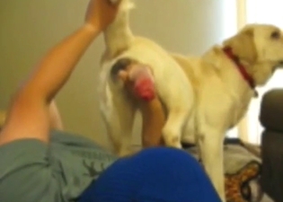 Dude really seems to fancy this dog's cock taste