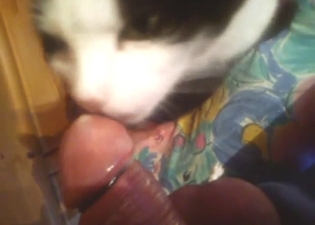Cat licking dick and looking hot in the process