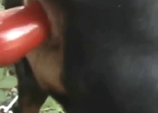 Plugged ass dog is going to get power-fucked