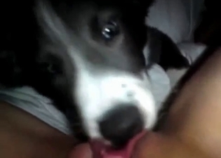 Dog licks her twat with love