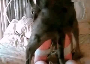 Pup nicely fucks a horny owner