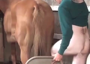Barn bestiality sex with my stallion